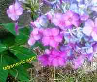 tabanovic.com